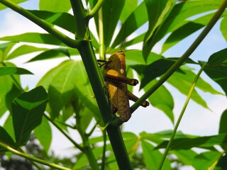 grasshoppers on the cassava tree