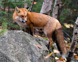 Naklejka na ściany i meble Fox stock photos. Red fox close-up profile view standing on a rock with blur forest background, displaying teeth, fox fur, fox tail in its environment and habitat. Image. Picture. Portrait.