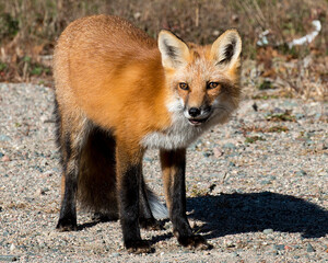 Fox Stock Photo. Fox close-up profile view looking at camera with a blur background in its environment and habitat, displaying fox fur, fox tail.