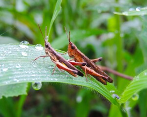 grasshopper on the leaves