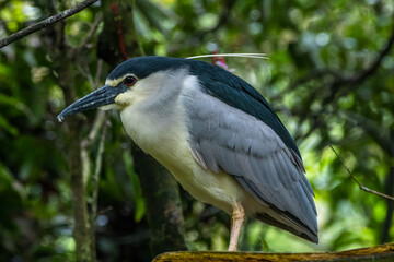 The Malayan night heron (Gorsachius melanolophus)