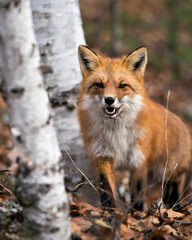 Naklejka na ściany i meble Red Fox photo stock. Red Fox close-up with a blur forest background in its environment and habitat, displaying fox teeth, open mouth, fox fur with a smile. Fox image. Fox picture. Fox portrait.