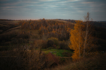 morning in the forest