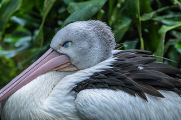 close up of pelican head