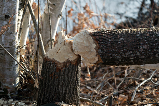 Beaver stock photo. Beaver Cut down tree stock photo. Beaver work. Tree felled by beaver. Tree cut down by beavers. Cut tree Image. Cut tree Picture.