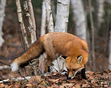 Red Fox photo stock. Fox image. Fox picture. Fox portrait. Red Fox in the forest foraging with birch tree forest background in its environment and habitat, displaying fox tail, fox fur.