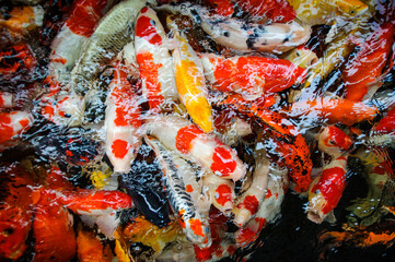 Obraz na płótnie Canvas Colorful carp fancy fish in the water