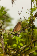 Bird from Costa Rica