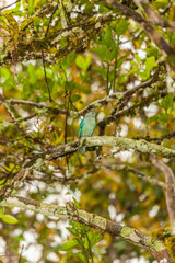 Bird from Costa Rica