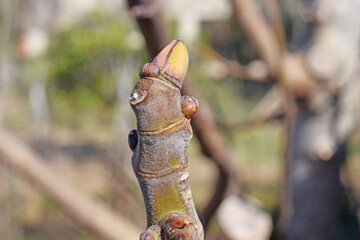 Bourgeons de figuier en train d'éclore au printemps.