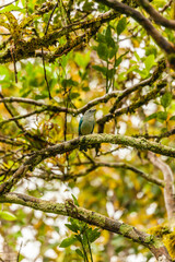 Fototapeta na wymiar Bird from Costa Rica