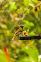 Bird from Costa Rica