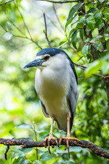 Fototapeta premium The Malayan night heron (Gorsachius melanolophus)