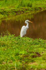 Bird from Costa Rica