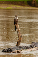 Bird from Costa Rica