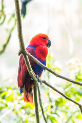 the Bayan or Eclectus roratus perched on branch