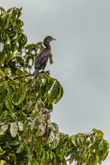 Bird from Costa Rica