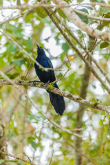 Bird from Costa Rica