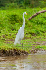 Bird from Costa Rica