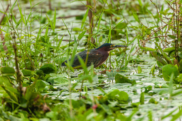 Bird from Costa Rica