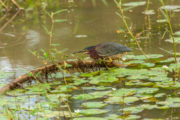 National park Cano Negro in Costa Rica