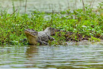 Reptile from Costa Rica