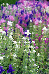 A Field of Purple, Blue, and White Flowers