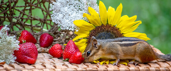 Chipmunk up close and personal with a  ripe red strawberry