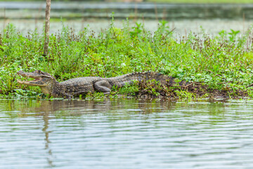 Reptile from Costa Rica