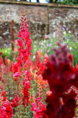 A Garden of Tall Red Flowers