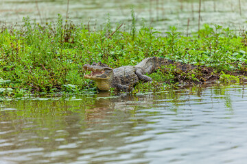 Reptile from Costa Rica