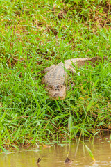 Reptile from Costa Rica