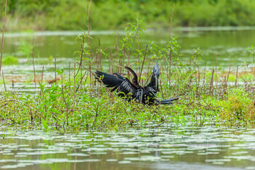 Bird from Costa Rica