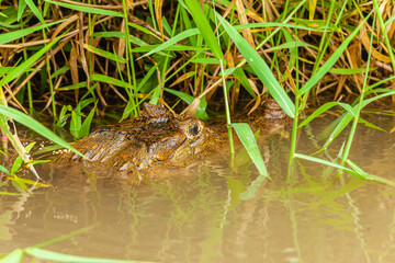 Reptile from Costa Rica