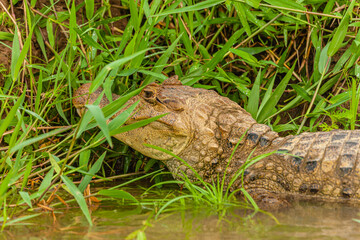 Reptile from Costa Rica