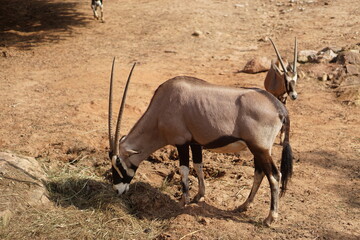 impala in the savannah