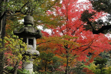 紅葉の風景