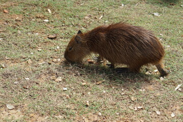wild boar in the grass