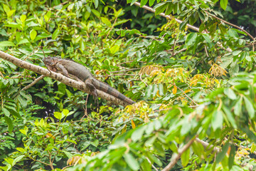 Reptile from Costa Rica