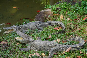 alligator in the swamp