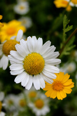 Daisy Flowers Close Up