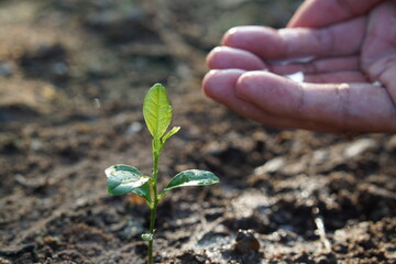 plant in hand