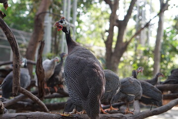 country in the zoo