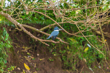 Bird from Costa Rica