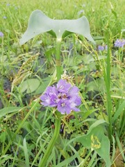 flowers in the garden