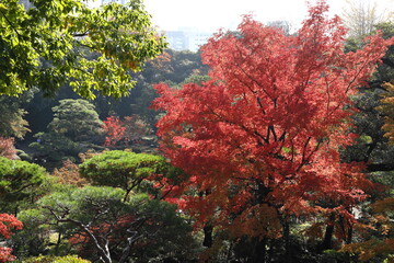 紅葉の風景