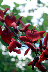 Red Flowers Hanging from the Tree
