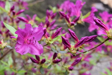 Lavender Azalea