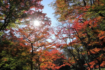 紅葉の風景