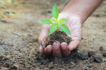 plant in hand